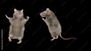 Rat Dance CG fur 3d rendering animal realistic CGI VFX composition 3d mapping cartoon, Animation Loop, With Alpha Channel