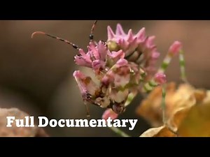 The Queen of Trees | Free Documentary