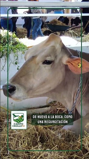 El proceso de la rumia en las vacas