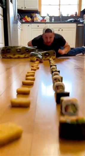 Python challenge a man 😳😳💔💔💔 #animallife #animals #wildliferescue #funnyanimals