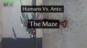 631 reactions · 114 shares | Anyone who has ever dealt with ants in...