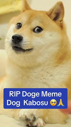 RIP Doge Meme: Honoring Kabosu's Legacy