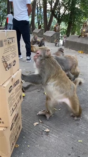 Curious Baby Monkey Discovers Bread Box
