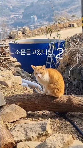 어쩌다😁칠냥이 아지트💨