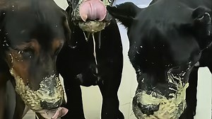 赛博人物志第7期《阿伟与狗》全网伙食最差的狗！
