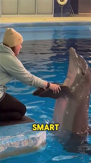 Top 3 Most Obedient Animals in the World! #animals #smart #facts