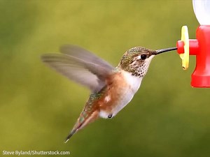 5.3K views · 3.6K reactions | Get easy bird-friendly tips, and bring birds to your backyard! | National Audubon Society | Facebook