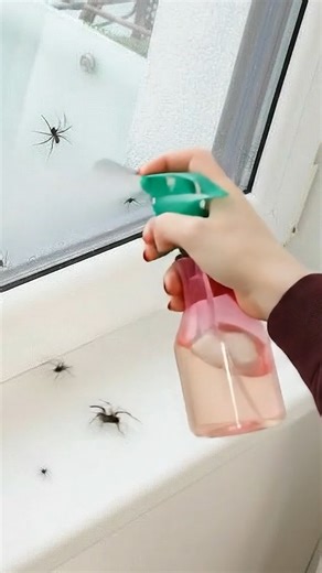 Homemade spray recipe — I haven’t had spiders in my house for two months 🕷️🚫 | Clever Life Hacks