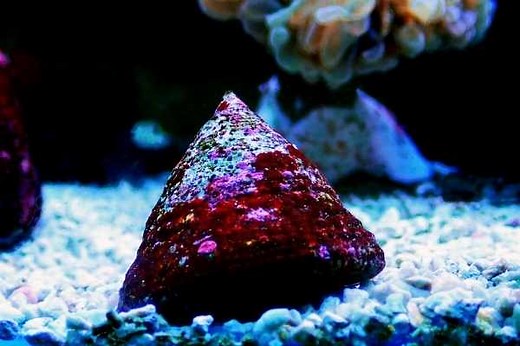 Trochus Snail Care guide: size, breeding, reef tank facts