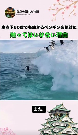 南極のペンギンを絶対に触ってはいけない理由