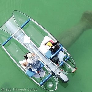 10K views · 183 reactions | Curious Manatee checking out a clear boat...