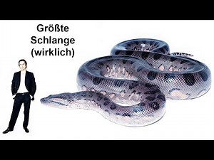 The largest snake in the world - Titanoboa
