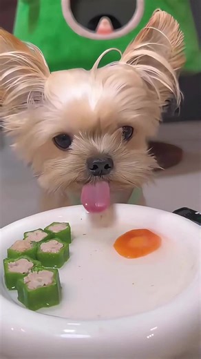 Dogs Eating Mukbang: Cute Dog Eating Delights