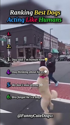 Ranking Best Dogs Acting Like Humans.