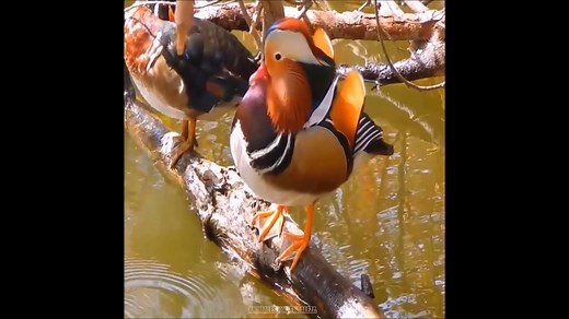🦆 " Canard mandarin " Le Canard mandarin (Aix galericulata) est un oiseau qui appartient à la famille des Anatidae et à l’ordre des Ansériformes. Il s’agit d’un canard originaire d’Asie du Nord-Est, qui affectionne tout particulièrement les sites boisés parsemés de plans d’eau où il aime s’ébattre et passer une bonne partie de son temps. Extraordinaire Nature 🌳 vidéo : Animales y Naturazela | Extraordinaire Nature