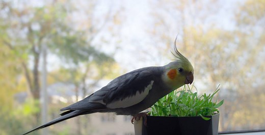 Why is My Cockatiel Chirping Nonstop? (Explained)