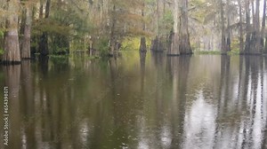 Atchafalaya swamp footage from airboat in fall Stock Video