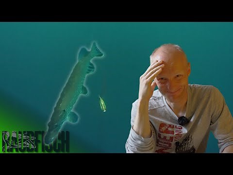 Pike on a feeding strike? And yet they still swim toward the bait!