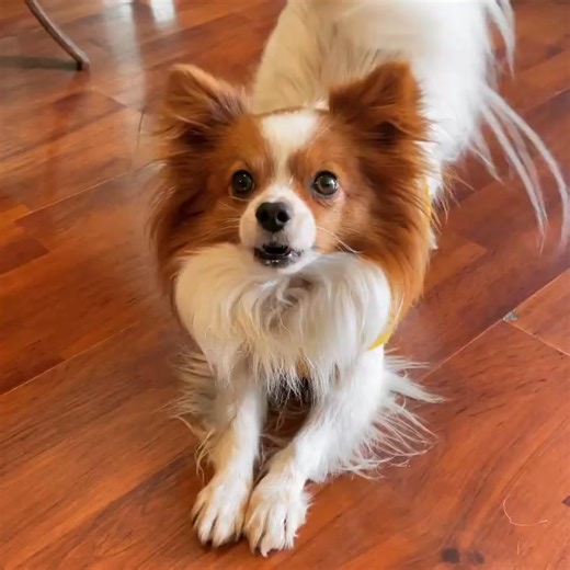 30K views · 1.2K reactions | How cute❤️殺 | Papillon Family | Facebook