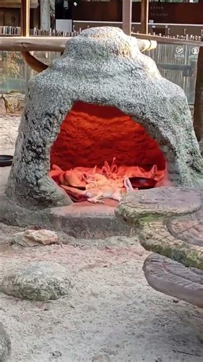 Fennec Fox in the South Korea Seaol #korea #fox