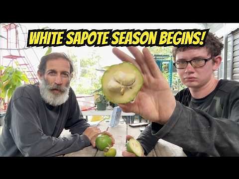 White Sapote: South Florida’s Most Underrated Fruit? | Varieties, Tasting & Where to Buy