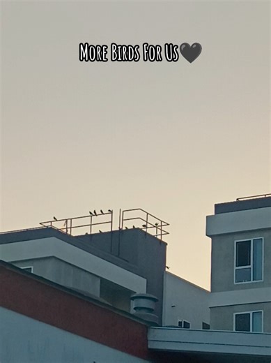 look at them chillen at the top of those new apartments 😀 I'm so happy to see them find a great spot to meet up♥ I'm so thankful for these beautiful wonders. . #fyp #bird #crow #animal #california