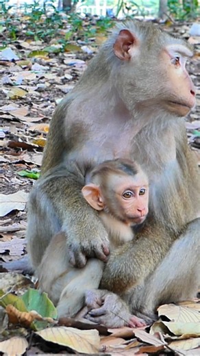 1.6K views · 41 reactions | Lynx Crying for Milk, Luna Responds With Anger | Craft Tip | Facebook