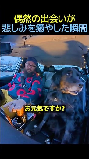 偶然の出会いが悲しみを癒やした瞬間🐕‍🦺 #感動する話 #動物