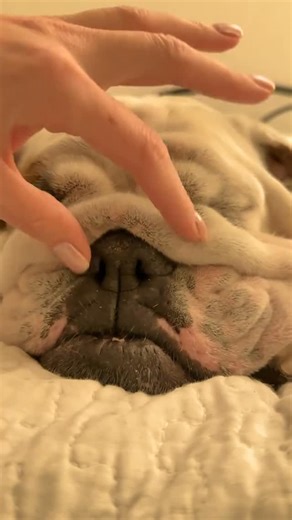 English Bulldog Gang on Instagram: "Our little self-care, bulldog edition 🐶🥰 Powdered under his nose to keep it dry, then moisturized his nose,lips and paws with a gentle balm ~ Credit 👉 addsandm Via TikTok ( All credit rights are reserved for the owners ) ~ 📨 Contact for Credit/removal @english_bulldog_gang (No copyright intended) ~ For more enjoyable contents follow us @english_bulldog_gang ~ #englishbulldogpuppies #englishbulldogofinstagram #englishbulldogcommu