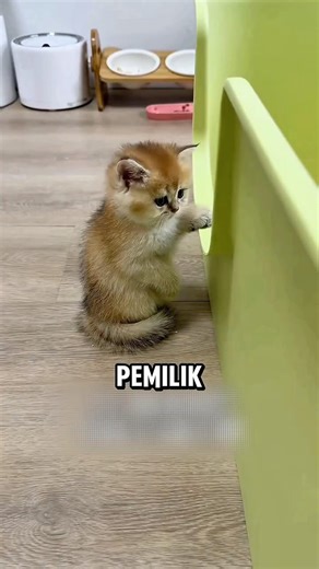 Kitten training to use the litter box 🐱