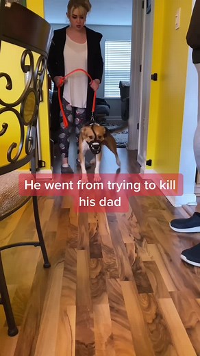 Transforming an Aggressive Dog: A Heartwarming Reunion Story