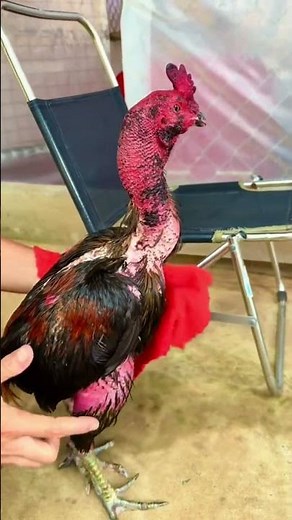 Con gà đứng 47h đây sao. Clb Việt Thái công nghệ nuôi tốt thật. #thinhhanh #xuhuongyoutube #aseel