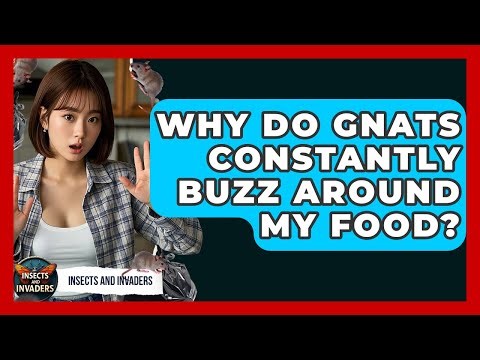 Why Do Gnats Constantly Buzz Around My Food? - Insects and Invaders