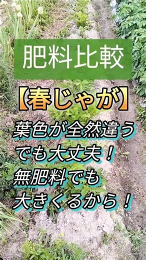 【春じゃが/肥料比較】意外と土の中は育ってます。#じゃがいも #無肥料#アースイーターズ #家庭菜園 #農業