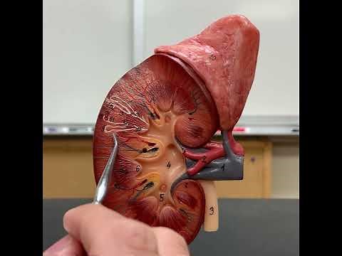 Renal Anatomy: Small Somso Kidney Model