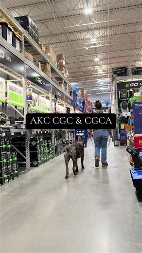 Thinking about the AKC Canine Good Citizen or CGC Advanced test? Here’s what it actually looks like in real life. In this video, you’ll see demos of the test items so you can see exactly how your dog is evaluated. These tests are not about tricks. They are about whether your dog can stay calm, focused, and responsive around real world distractions like people, dogs, and new environments. Training for CGC teaches your dog how to listen in public, walk politely through crowds, hold a stay, and mak