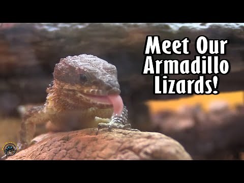 Forest Armadillo Lizards 🦎 - What You Need to Take Care of Them and Why You Need One in Your Life! 😉