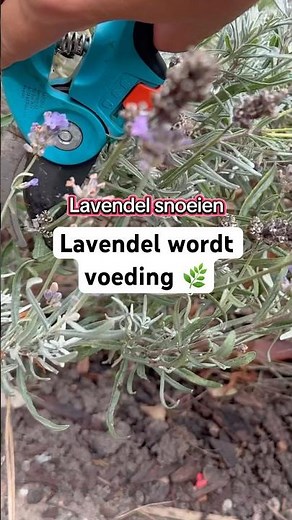 Lavender becomes food 🌿