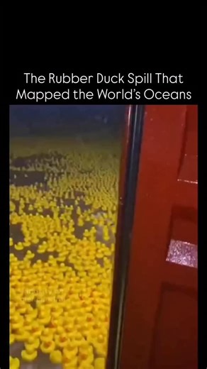 @factorymuse on Instagram: "In January 1992, a cargo ship called Ever Laurel lost a container in the Pacific Ocean containing nearly 29,000 plastic bath toys — mostly yellow rubber ducks, along with frogs and turtles. What seemed like a trivial shipping accident quickly turned into one of the most unexpected scientific experiments in history. These toys, later nicknamed the “Friendly Floatees,” didn’t sink. Instead, they drifted freely across the world’s oceans. Oceanographer Curtis Ebbesmeyer a