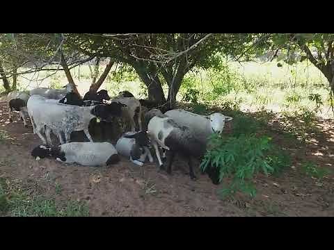 Dicas pra iniciar criação de ovinos a pasto.