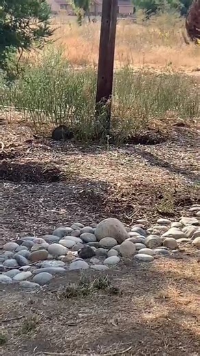 cat vs. rattlesnake