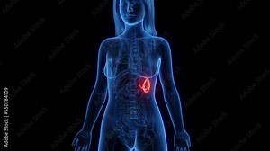 3d rendered medical animation of a healthy woman's spleen.