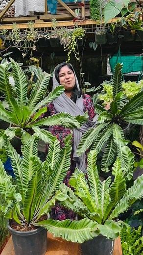 #fern #8921939101 #cobra #cobrafern #fishtail #homegarden #plants #garden #kerala #anthurium #foliage #giveawayalert #syngonium #gloriousum #verigated #fernanfloo | 𝗛𝗶𝗱𝗮𝘆𝗮'𝘀 𝗛𝗼𝗺𝗲 𝗚𝗮𝗿𝗱𝗲𝗻 - 𝚑𝚊𝚜𝚎𝚎𝚗𝚊 𝚓𝚊𝚋𝚋𝚊𝚛