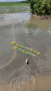 357K views · 12K reactions | Bình thường mày dí tao nay t rượt mày #quynhxudua | Quỳnh Xứ Dừa | Facebook