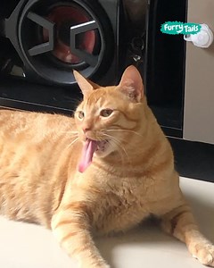 The sound of the sticky tape causes this cat to stick out its tongue 👅😹 | Furry Tails