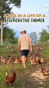 A day in the life of a regenerative farmer in Malaysia 🌾🐓 #regenerativefarmers #malaysia #chicken #chickenfarm #farm #farmer | Regenerative Farmers Malaysia