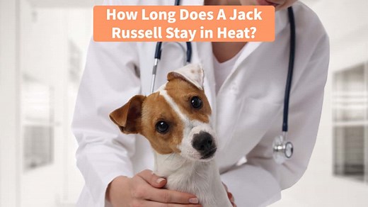 How Long Does A Jack Russell Stay in Heat  What To Do