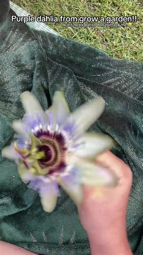 grow_a_garden.xx0 on TikTok