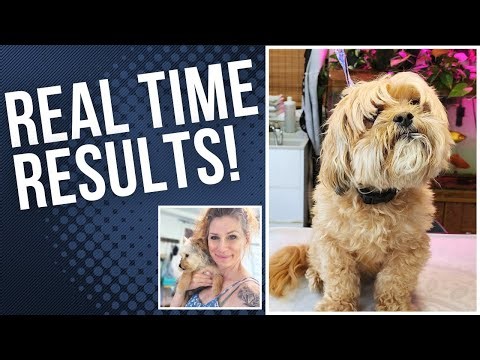 Shih Poo Full Groom No Edits