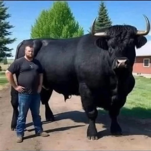 2.7K views · 13 reactions | I recently spent $6,500 on this registered Black Angus bull. I put him out with the herd but he just ate grass and wouldn\'t even look at a cow. I was beginning to think I had paid more for that bull than he was worth. Anyway......I had the Vet come and take a look at him. He said,, the bull...Brilliant continuation in the first comment  | Beloved By Jesus | Facebook
